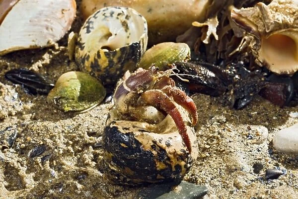 BB-2620. Hermit Crab - exchanging shell - from caribbean - controlled conditions. 14635