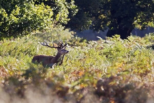 BB-2646. Red Deer - Stag roaring in bracken - Richmond Park UK. 14948