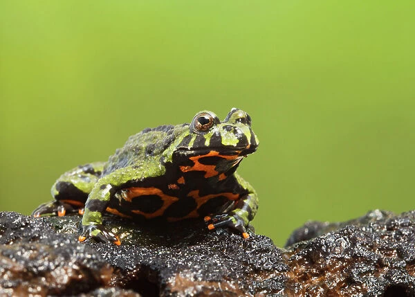 BB-2738. Fire Bellied Toad - showing red underside. 15326