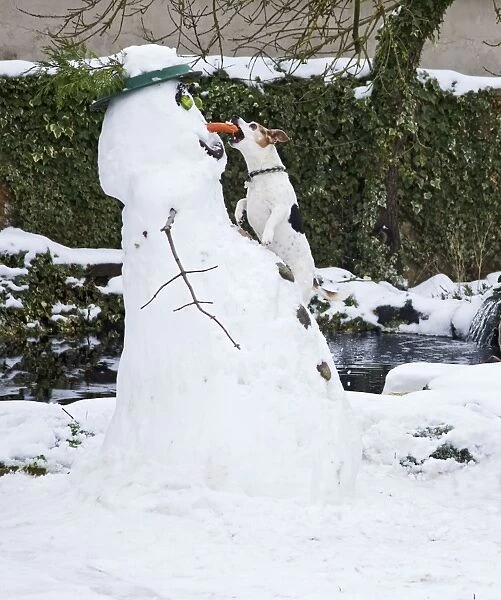 BB-2934 Dog - Jack Russel - climbing up snowman about to steal carrot nose in winter snow - UK 17303