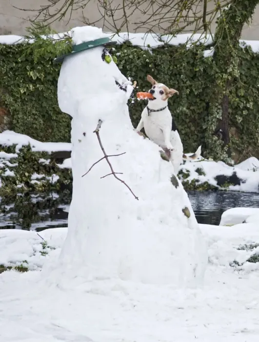 Framed Print : BB-2935 Dog - Jack Russel - climbing up snowman stealing carrot nose in winter snow - UK 17304 Framed Print : BB-2935 Dog - Jack Russel - climbing up snowman stealing carrot nose in winter snow - UK 17304