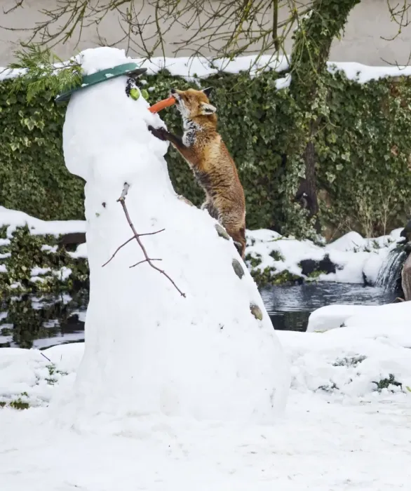 Framed Print : BB-2937 Red Fox - stealing snowmans nose in winter snow - UK 17301 Framed Print : BB-2937 Red Fox - stealing snowmans nose in winter snow - UK 17301