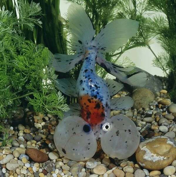 BB-435. Bubble-eye Goldfish
