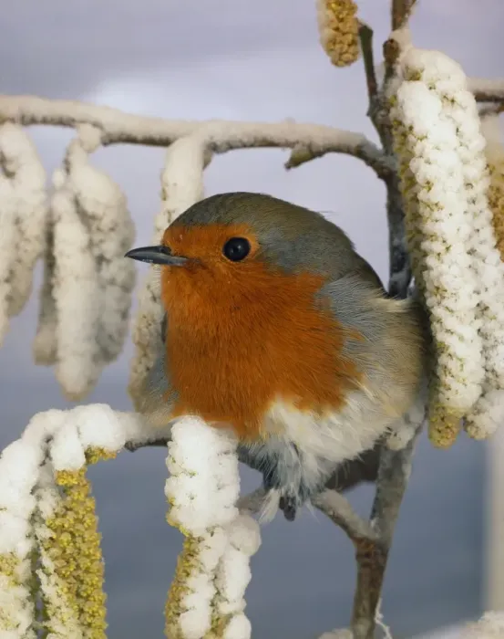 Framed Print : Robin. BB-445. European ROBIN - On snowy branch. Erithacus rubecula. Brian Bevan. Framed Print : Robin. BB-445. European ROBIN - On snowy branch. Erithacus rubecula. Brian Bevan.