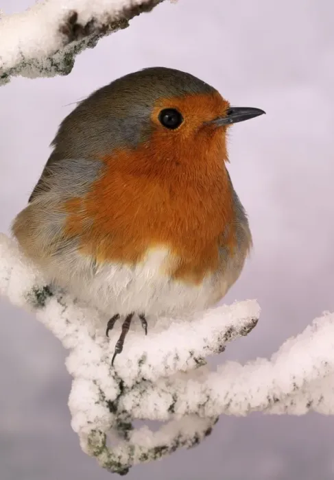Framed Print : Robin. BB-448. Robin - on snowy branch. Erithacus rubecula Framed Print : Robin. BB-448. Robin - on snowy branch. Erithacus rubecula