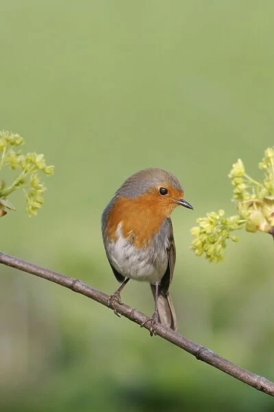 BB-606. Robin. With sycamore flowers