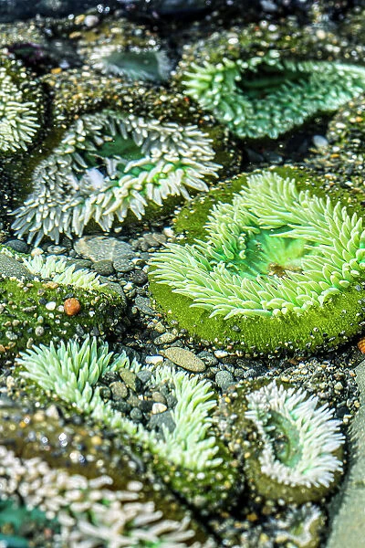 Beach 4, Kalaloch Lodge Olympic National Park, Washington State, USA. Sea anemones Date: 18-03-2020