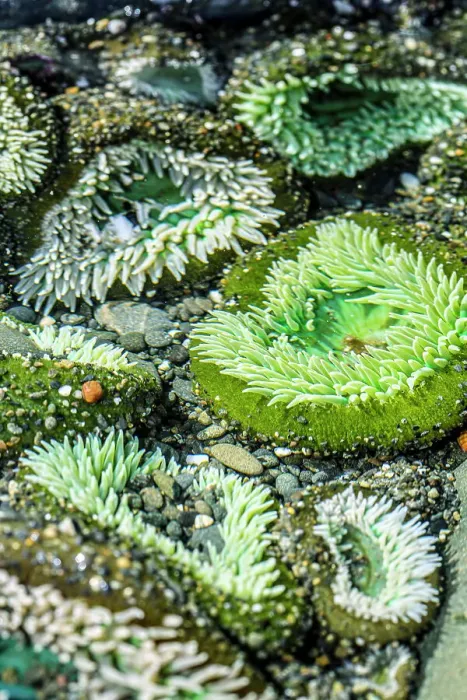 Framed Print : Beach 4, Kalaloch Lodge Olympic National Park, Washington State, USA. Sea anemones Date: 18-03-2020 Framed Print : Beach 4, Kalaloch Lodge Olympic National Park, Washington State, USA. Sea anemones Date: 18-03-2020
