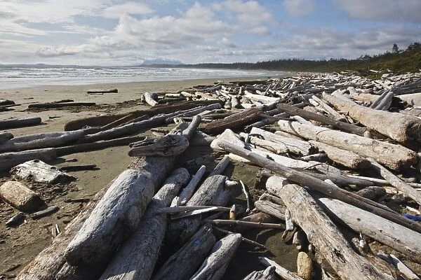 Beach with driftwood - Clayoquot Bay - Pacific Rim National Park - Tofino - West Coast Vancouver Island - Canada