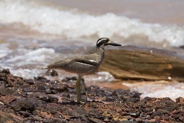 Beach Stone-curlew  /  Beach Thick-knee. Found around the northern coasts of Australia. Uncommon and wary and vulnerable due to human activity on beaches. Secure in remote areas. At Roebuck Bay, Western Australia. Previously E. magnirostris