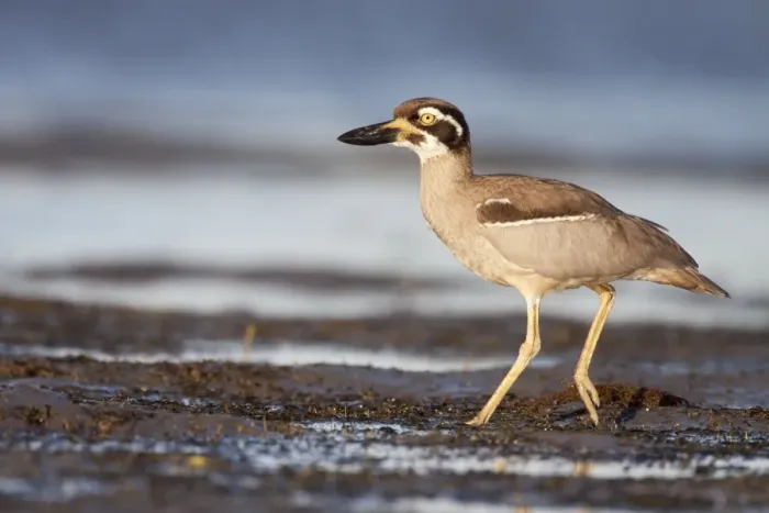 Framed Print : Beach Stone-Curlew / Beach Thick-Knee - walking along shoreline near typical habitat of undisturbed open beaches, exposed reefs, mangroves, and tidal sand or mudflats - Queensland - Australia Framed Print : Beach Stone-Curlew / Beach Thick-Knee - walking along shoreline near typical habitat of undisturbed open beaches, exposed reefs, mangroves, and tidal sand or mudflats - Queensland - Australia