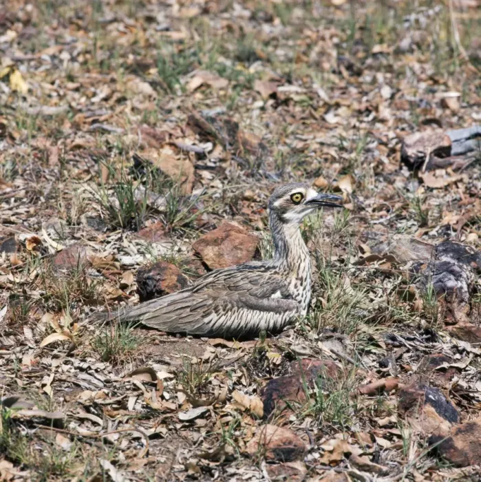 Framed Print : Beach Stone Curlew - incubating eggs Framed Print : Beach Stone Curlew - incubating eggs