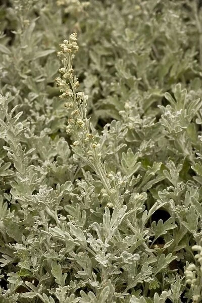 Beach wormwood (Artemisia stelleriana); from Japan, naturalised in UK