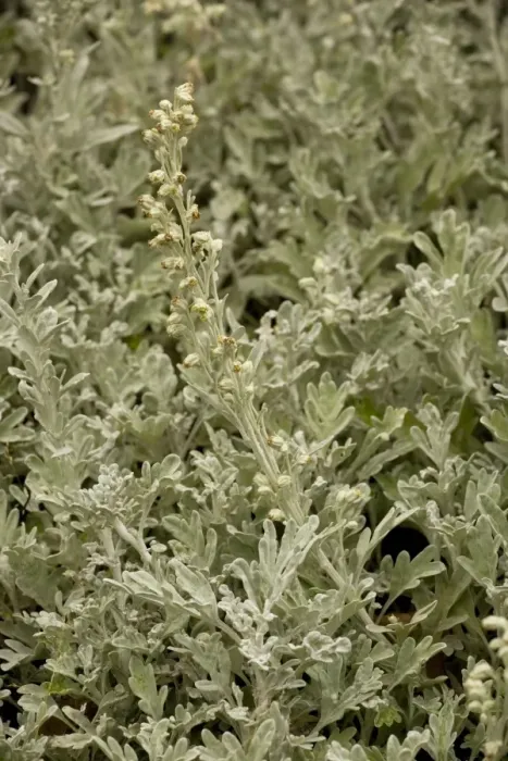 Framed Print : Beach wormwood (Artemisia stelleriana); from Japan, naturalised in UK