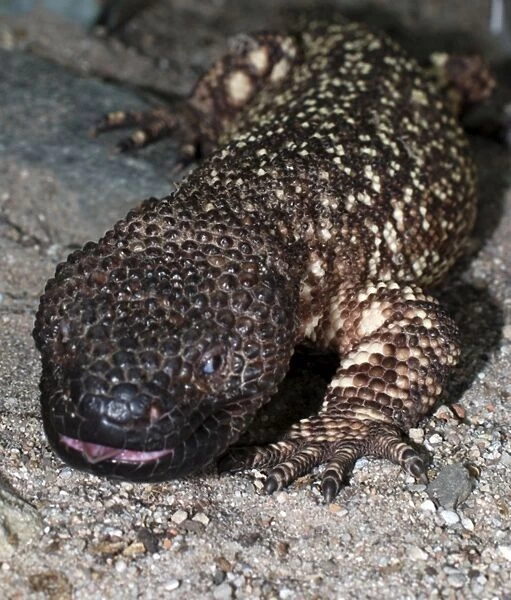 Beaded Lizard: venomous lizard, Mexico & Guatemala