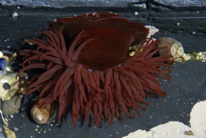 Framed Print : Beadlet Anemone-in rock pool on sea shore, Northumberland UK Framed Print : Beadlet Anemone-in rock pool on sea shore, Northumberland UK