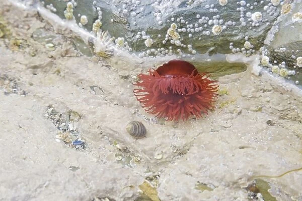 Beadlet Anenome in rock pool at low tide - Brough Head - Orkney Mainland IN000905