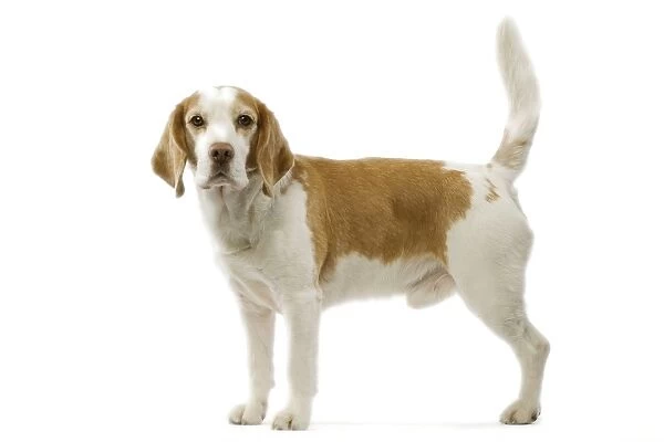Beagle. LA-3551. Beagle dog - male standing side view
