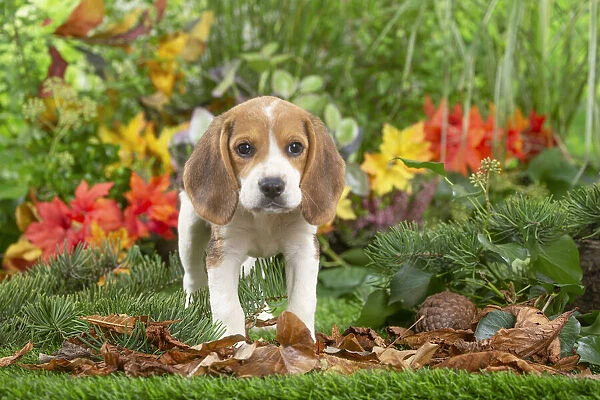 BEAGLE. Beagle puppy Date