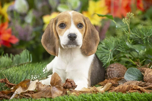 BEAGLE. Beagle puppy Date