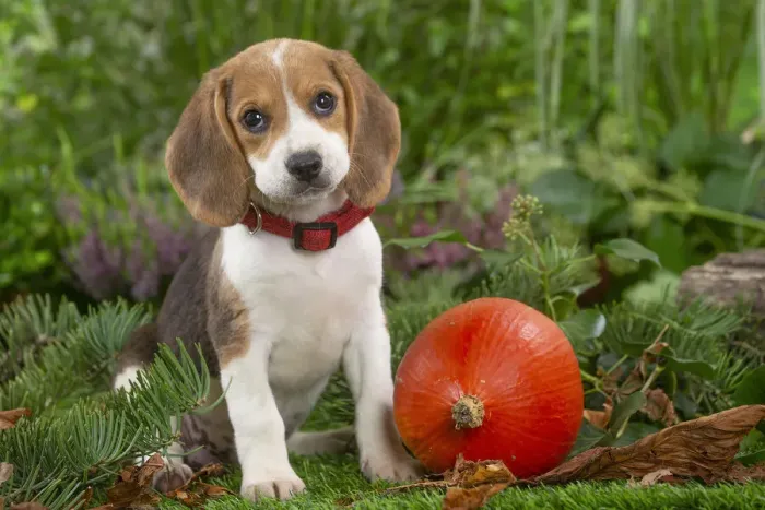 Framed Print : BEAGLE. Beagle puppy Date Framed Print : BEAGLE. Beagle puppy Date