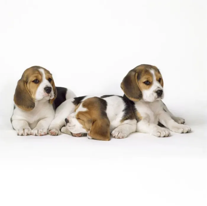 Framed Print : Beagle Dog - puppies Framed Print : Beagle Dog - puppies