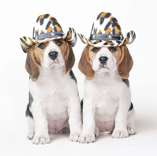 Beagle Dog, two puppies wearing cowboy hats