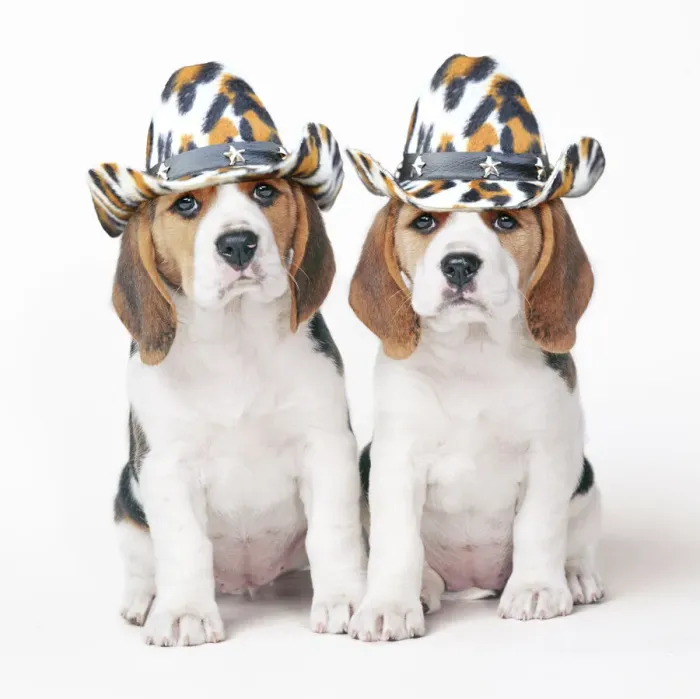 Framed Print : Beagle Dog, two puppies wearing cowboy hats Framed Print : Beagle Dog, two puppies wearing cowboy hats