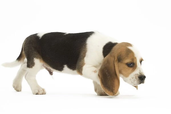 Beagle Dog, puppy