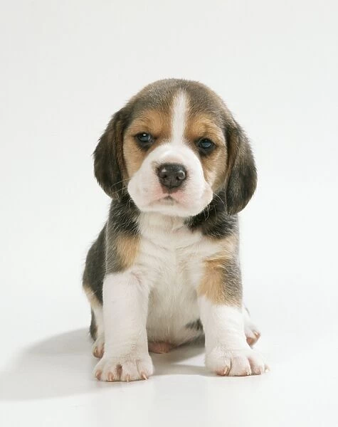 Beagle Dog Puppy