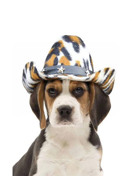 Beagle Dog, puppy wearing cowboy hat