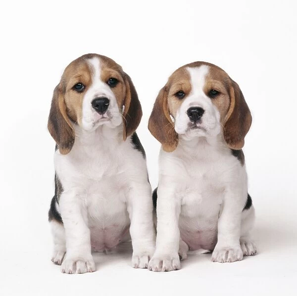 Beagle Dog - x2 puppies