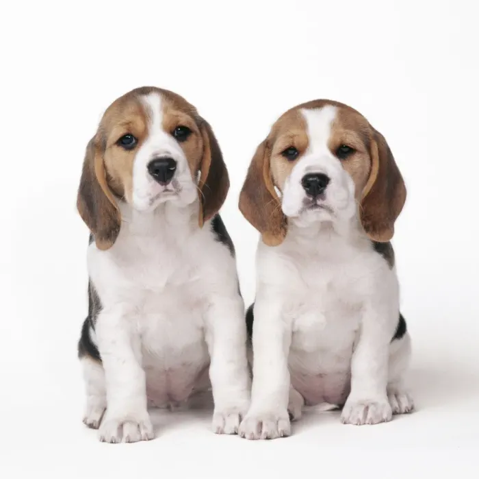 Framed Print : Beagle Dog - x2 puppies Framed Print : Beagle Dog - x2 puppies