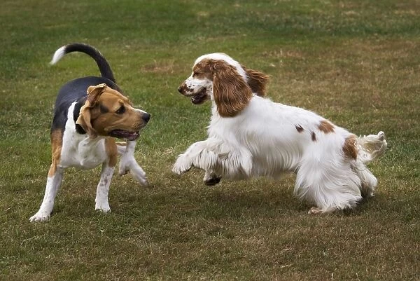 Beagle and English Cocker Spaniel playing