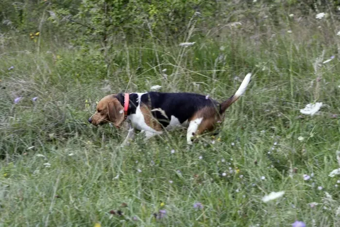 Framed Print : Beagle - hunting the wild boar. France Framed Print : Beagle - hunting the wild boar. France