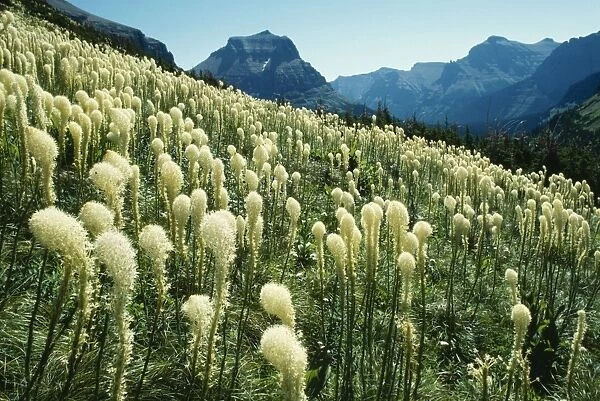 Bear Grass Growing at timber line in mountains North West Montana, USA