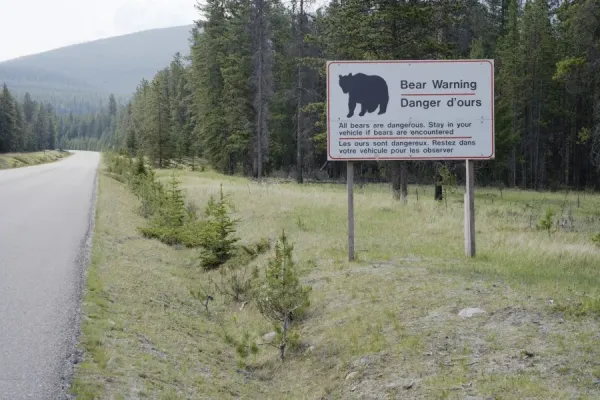 https://www.ardeaprints.com/p/172/bear-warning-sign-jasper-national-park-4187539.jpg.webp