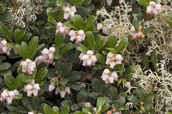 Bearberry (Arctostaphylos uva-ursi) in flower. Sweden