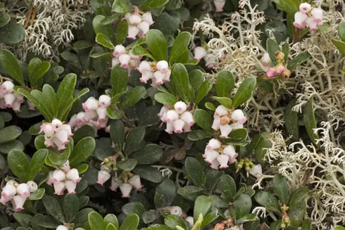 Framed Print : Bearberry (Arctostaphylos uva-ursi) in flower. Sweden Framed Print : Bearberry (Arctostaphylos uva-ursi) in flower. Sweden