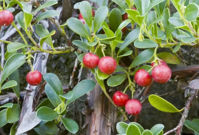 Framed Print : Bearberry form - in fruit - Point St George Framed Print : Bearberry form - in fruit - Point St George