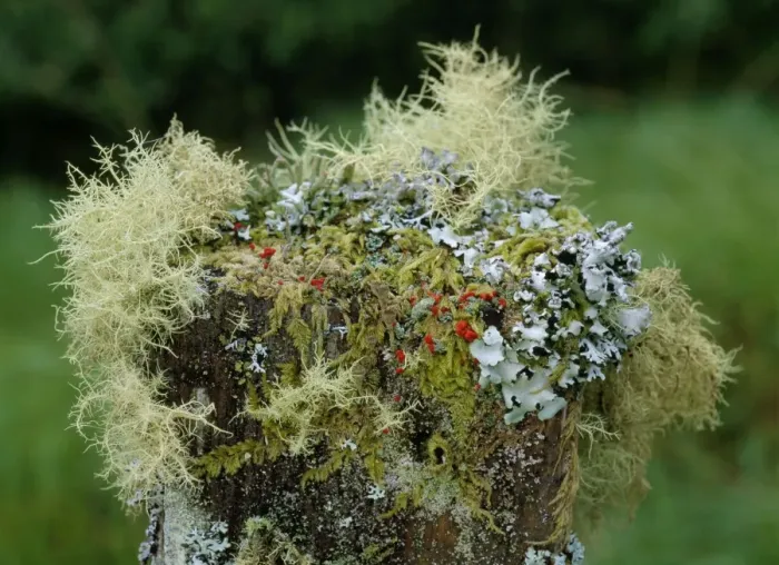 Framed Print : Beard Lichens, Cladonias, Parmelias, Mosses etc on old fence post, Connemara, Ireland Framed Print : Beard Lichens, Cladonias, Parmelias, Mosses etc on old fence post, Connemara, Ireland