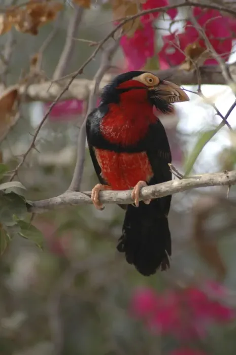 Framed Print : Bearded barbet Framed Print : Bearded barbet