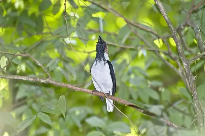 Framed Print : Bearded Bellbird - male calling in forest canopy - Asa Wright Centre - Trinidad Framed Print : Bearded Bellbird - male calling in forest canopy - Asa Wright Centre - Trinidad