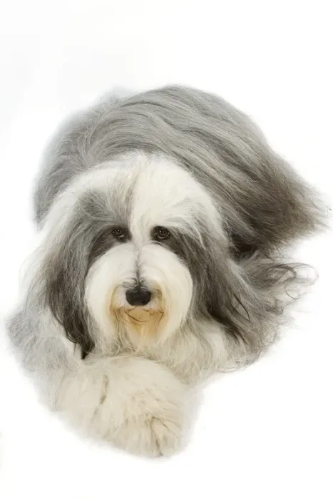 Framed Print : Bearded Collie Framed Print : Bearded Collie