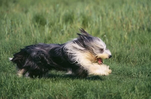 Bearded Collie Dog - running