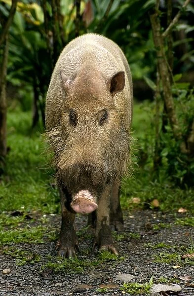 Bearded pig, adult wild animal which abitually comes to feed on leftovers in a restaurant at Borneo Rainforest Lodge in Danum Valley Conservation Area; typical in Sabah, Borneo, Malaysia; June. Ma39. 3189