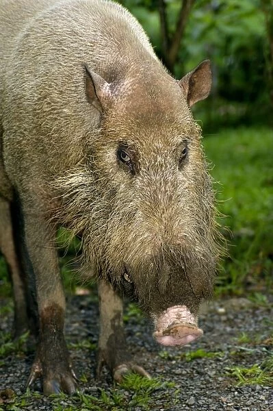 Bearded pig, adult wild animal which abitually comes to feed on leftovers in a restaurant at Borneo Rainforest Lodge in Danum Valley Conservation Area; typical in Sabah, Borneo, Malaysia; June. Ma39. 3190