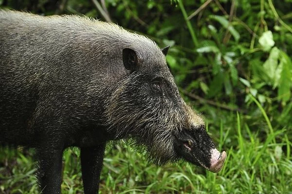 Bearded Pig - Tanjung Puting National Park - Kalimantan - Borneo - Indonesia