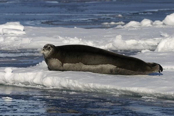 Bearded Seal - Resting on ice in North East Svalbard