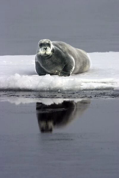 Bearded Seal - Resting on ice in North East Svalbard